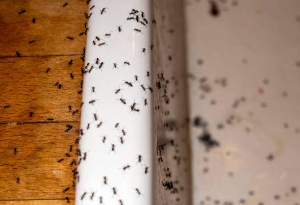 Best Wasp Removal Services  in North Shore, VA