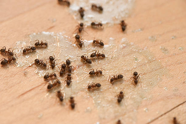 Best Spider Control Near Me  in North Shore, VA