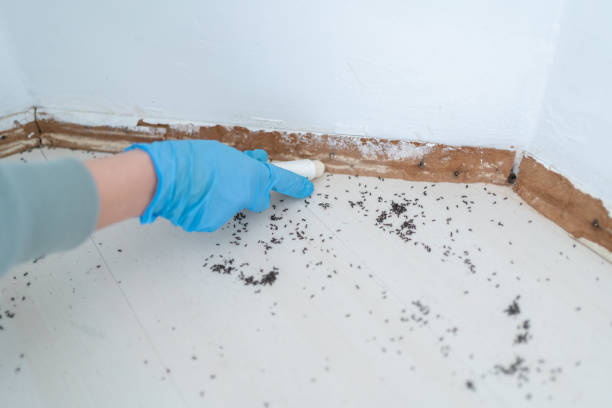 Best Pest Inspection Near Me  in North Shore, VA